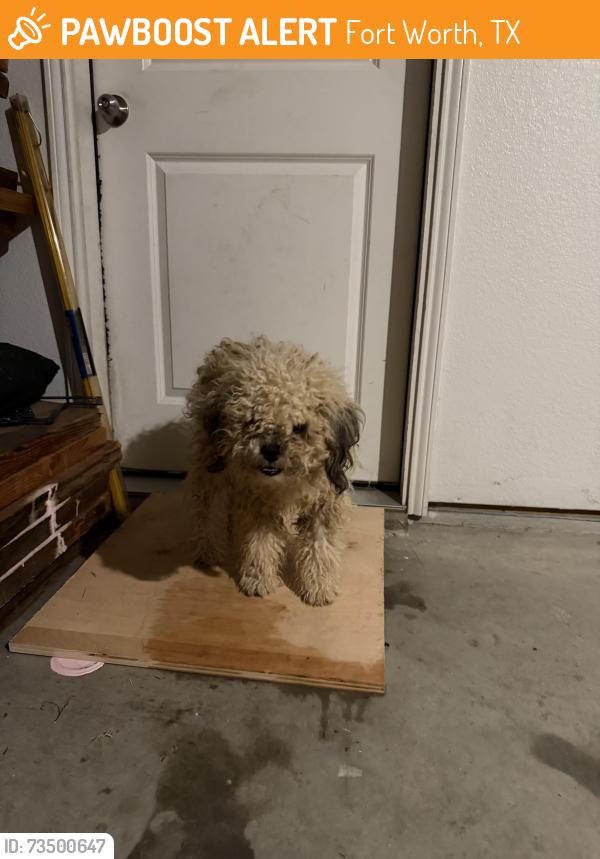 Found/Stray Male Dog last seen Crowley rd, Fort Worth, TX 76134