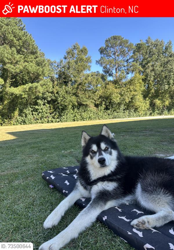Lost Female Dog last seen Fairfax st, Clinton, NC 28328