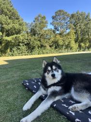 Lost Female Dog last seen Fairfax st, Clinton, NC 28328