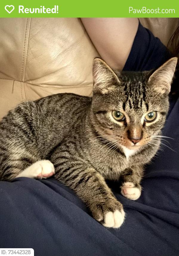 Reunited Male Cat last seen SW Market and SW 18th, Goose Hollow, Portland, OR 97201