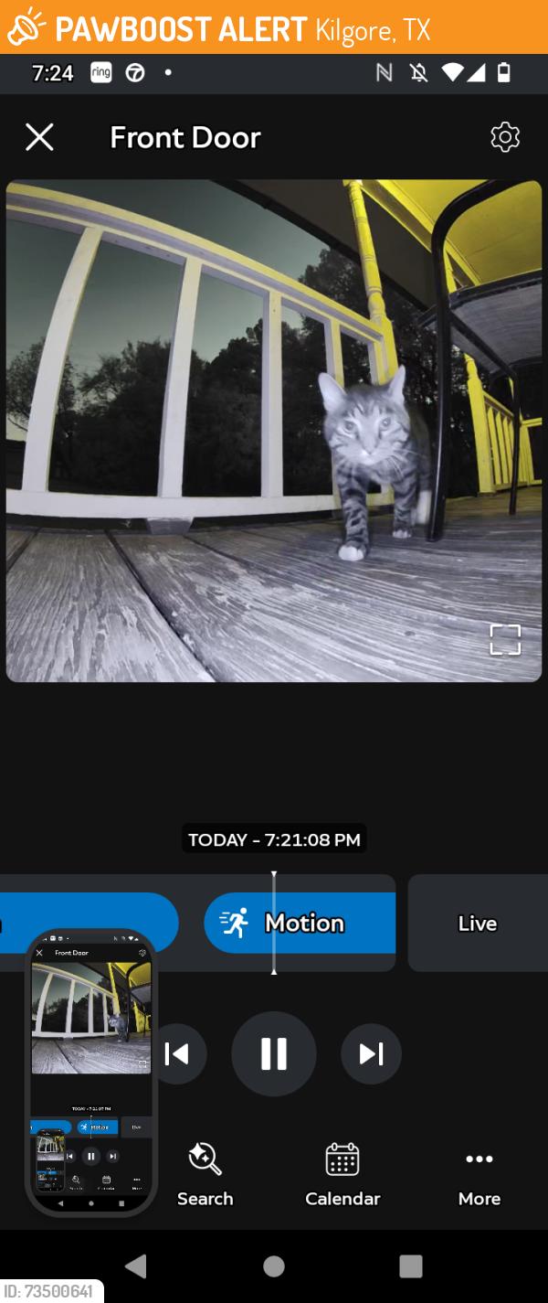 Found/Stray Unknown Cat last seen Pine burr st., Kilgore, TX 75662