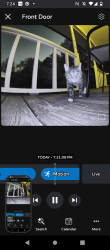 Found/Stray Unknown Cat last seen Pine burr st., Kilgore, TX 75662
