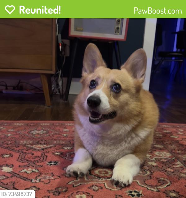 Reunited Male Dog last seen Victor & Prairie in Old East Dallas, Dallas, TX 75246