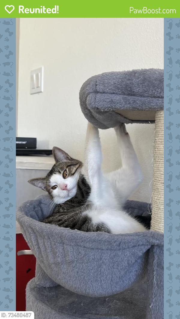 Reunited Male Cat last seen 148th & Powell, Portland, OR 97236