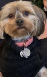 Lost Female Dog last seen Chase & matilija, Los Angeles, CA 91402