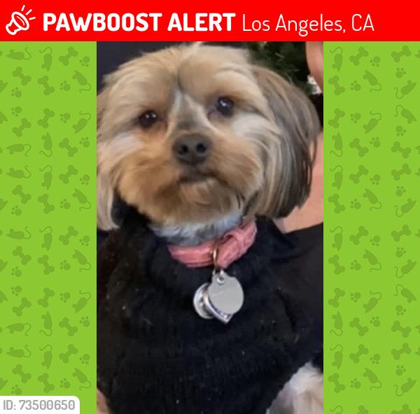 Lost Female Dog last seen Chase & matilija, Los Angeles, CA 91402
