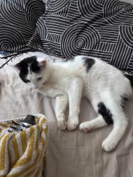 Lost Male Cat last seen Nearest to the St Peter’s church, Brighton and Hove, England BN1 4LG