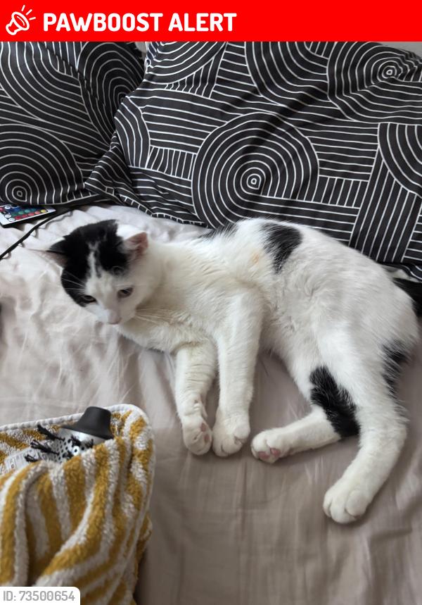 Lost Male Cat last seen Nearest to the St Peter’s church, Brighton and Hove, England BN1 4LG