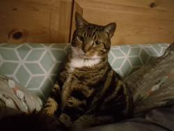 Lost Male Cat last seen Clark Ave apmts, Battle Ground, WA 98604