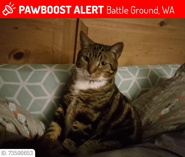 Lost Male Cat last seen Clark Ave apmts, Battle Ground, WA 98604