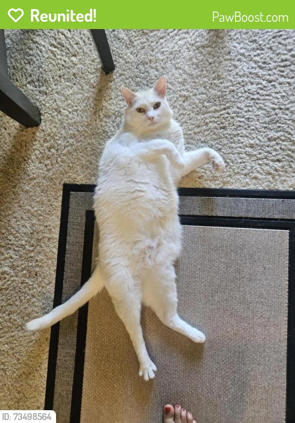 Reunited Female Cat last seen Arnold Drive/ Park / Close by Seven Eleven, Martinez, CA 94553