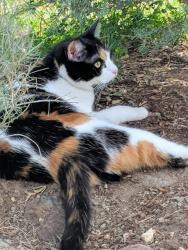 Lost Female Cat last seen Sw. 50th Street, Redmond, OR 97756