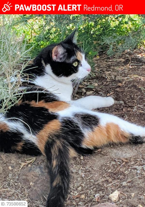 Lost Female Cat last seen Sw. 50th Street, Redmond, OR 97756