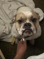 Lost Male Dog last seen Behind Food Lion across the street from the church off Hornets Road, Lumberton, NC 28358
