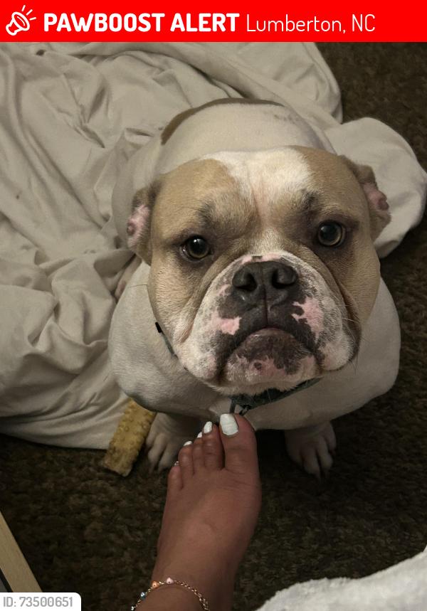 Lost Male Dog last seen Behind Food Lion across the street from the church off Hornets Road, Lumberton, NC 28358