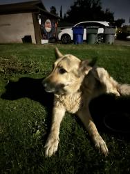 Found/Stray Female Dog last seen Emerson and hughes, Fresno, CA 93705