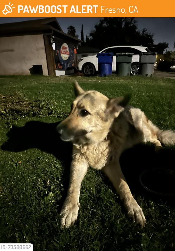 Found/Stray Female Dog last seen Emerson and hughes, Fresno, CA 93705