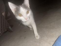 Found/Stray Unknown Cat last seen Garden Grove Bouldevard and Newhope st, Garden Grove, CA 92843