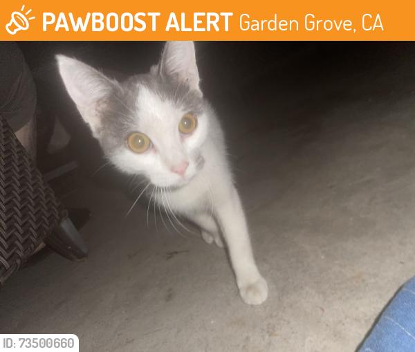 Found/Stray Unknown Cat last seen Garden Grove Bouldevard and Newhope st, Garden Grove, CA 92843