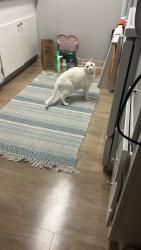 Reunited Female Cat last seen Arnold Drive/ Park / Close by Seven Eleven, Martinez, CA 94553