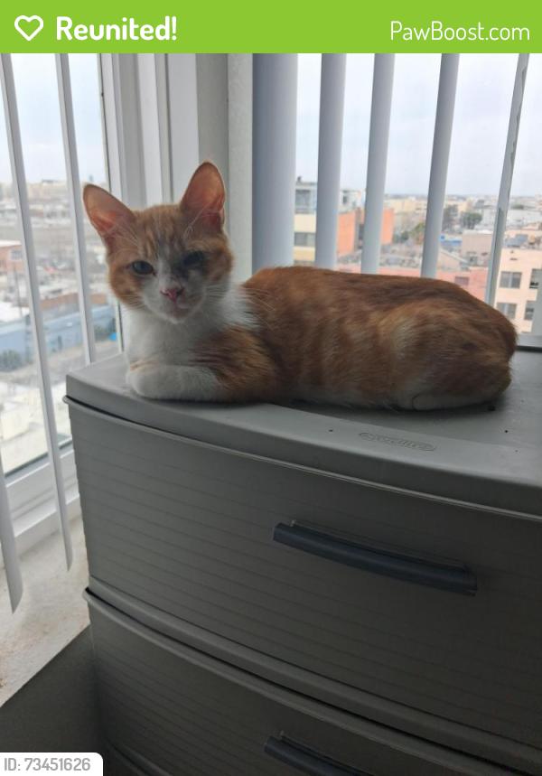 Reunited Male Cat last seen Umeya apmt on Towne Ave, Los Angeles, CA 90013