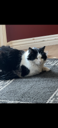 Lost Male Cat last seen Spanish Fork Golf Course, Spanish Fork, UT 84660