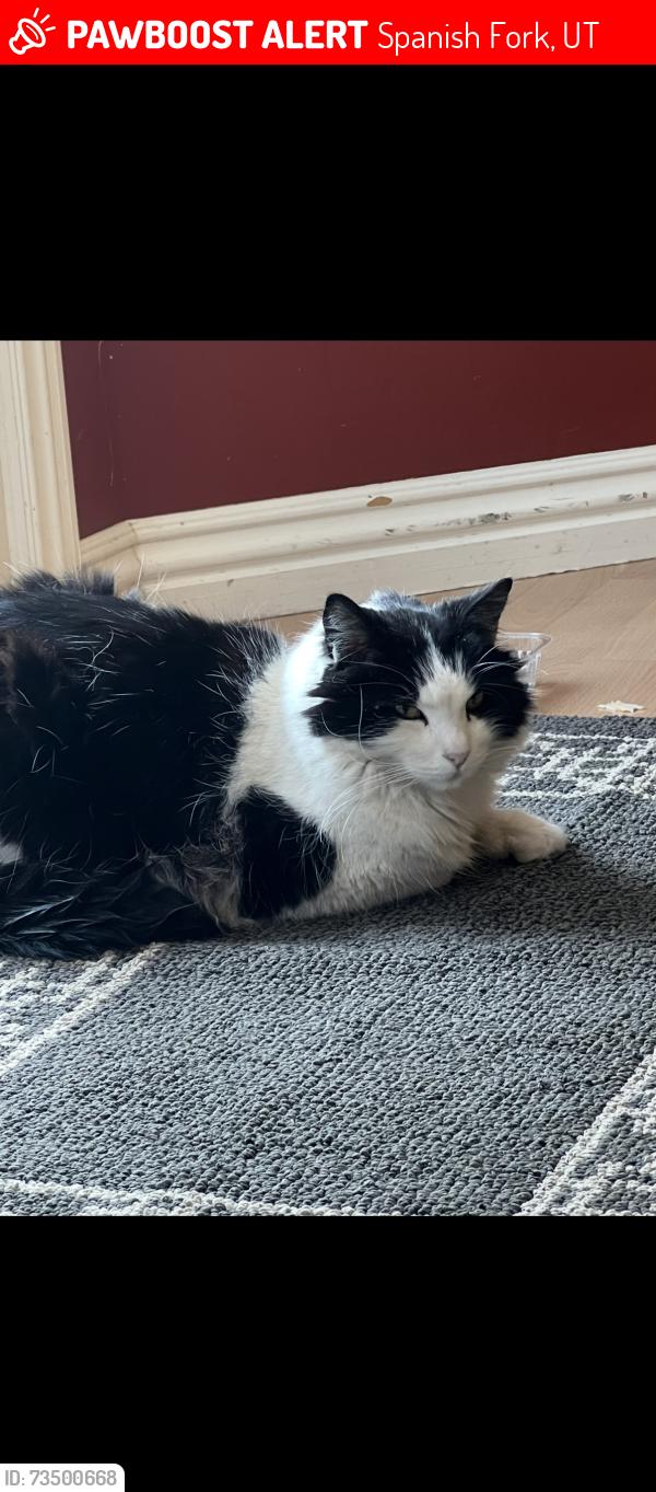 Lost Male Cat last seen Spanish Fork Golf Course, Spanish Fork, UT 84660
