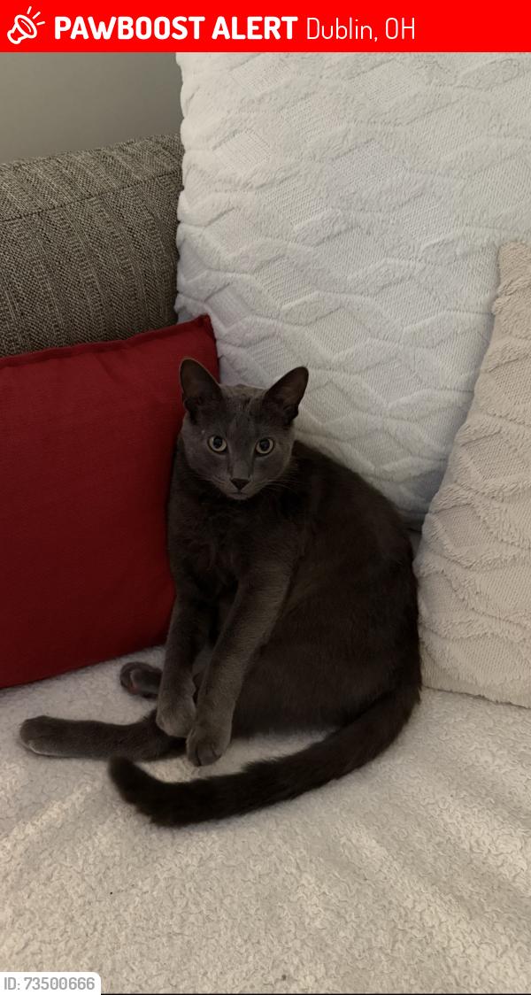 Lost Male Cat last seen Carberry dr, Sawmill Rd, Emerald Park Way, Dublin, OH 43016