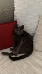 Lost Male Cat last seen Carberry dr, Sawmill Rd, Emerald Park Way, Dublin, OH 43016