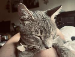 Reunited Male Cat last seen Doane and Mayfair Park Ave, Fremont, CA 94538