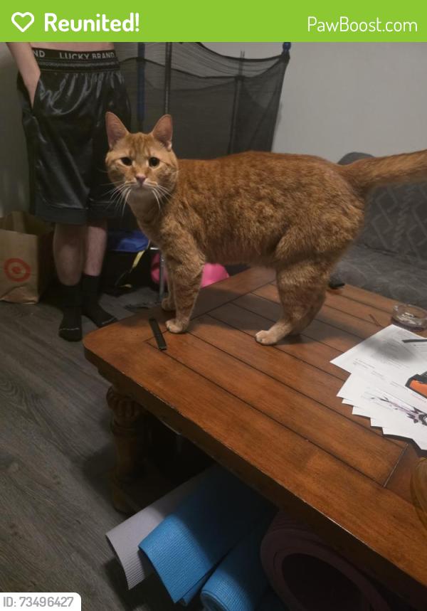Reunited Male Cat last seen Hampden and Chambers, Aurora, CO 80014