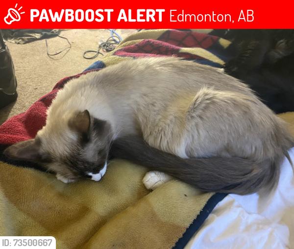 Lost Female Cat last seen Century park, Edmonton, AB 
