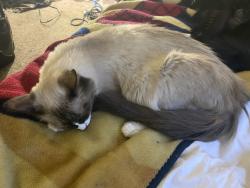 Lost Female Cat last seen Century park, Edmonton, AB 