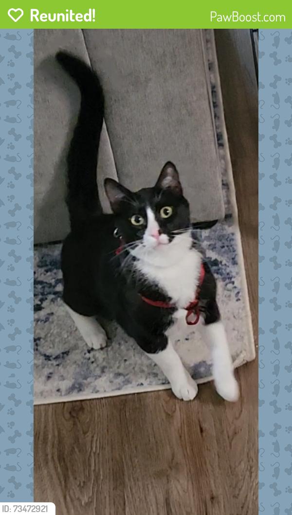 Reunited Male Cat last seen Greenway and Hall blv, Beaverton, OR 97008