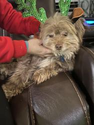 Lost Male Dog last seen 273rd st, Kent, WA 98042