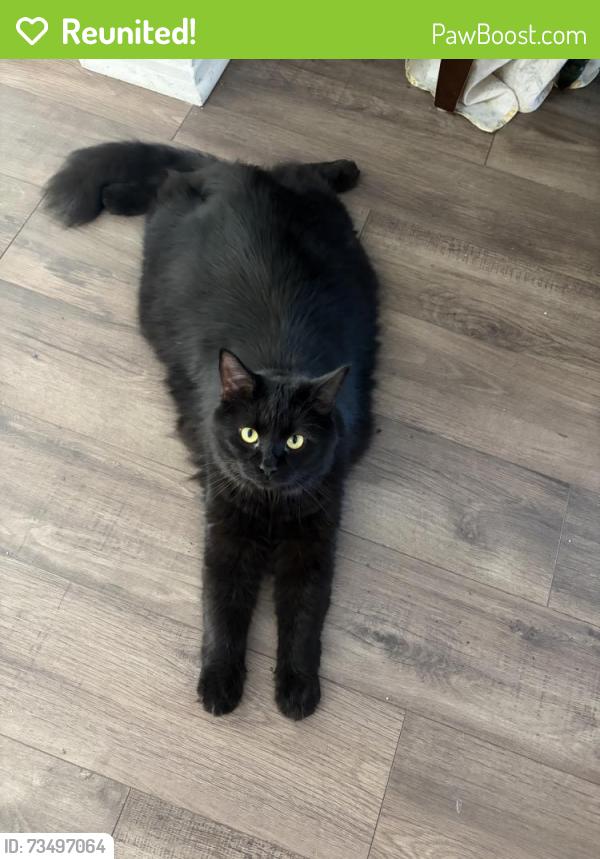 Reunited Male Cat last seen Near Rue Hogue, Sainte-Thérèse, QC J7E 3C5, Canada, Sainte-Thérèse, QC J7E 3C5