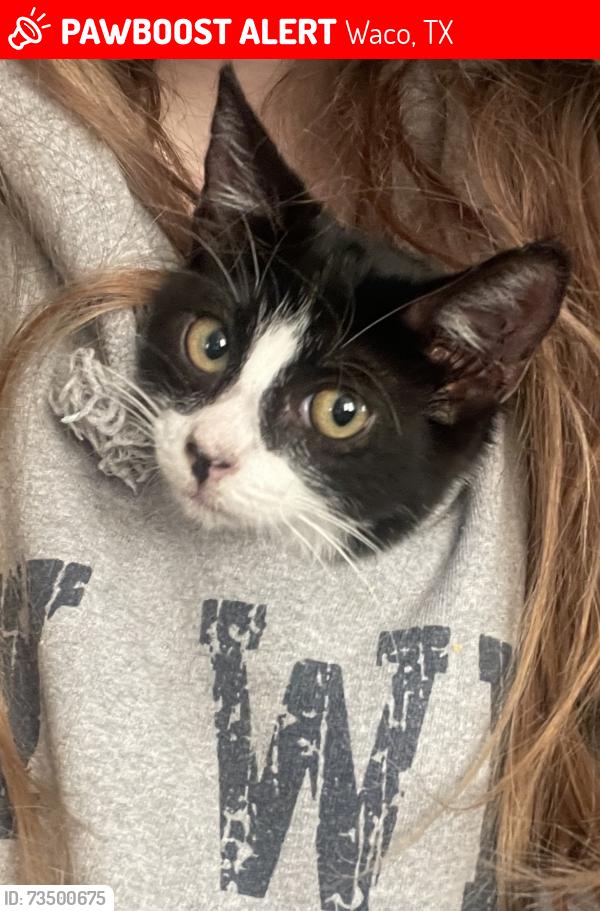 Lost Female Cat last seen S Valley Mills Dr & Clay Ave, Waco, TX 76711
