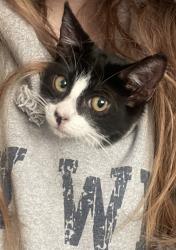 Lost Female Cat last seen S Valley Mills Dr & Clay Ave, Waco, TX 76711