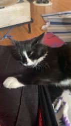 Lost Male Cat last seen Century park station, Edmonton, AB T6J 3G4