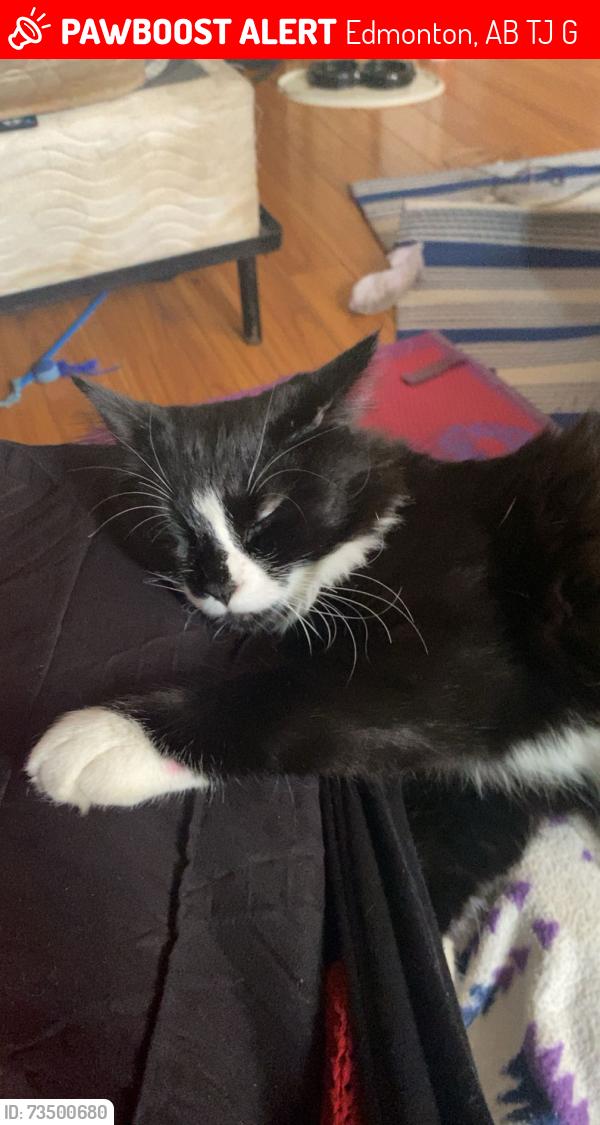 Lost Male Cat last seen Century park station, Edmonton, AB T6J 3G4