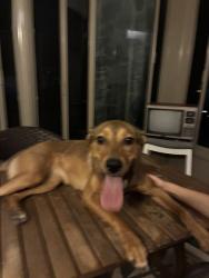 Reunited Female Dog last seen Lotus Dr and Warrior Dr, Round Lake Heights, IL 60073
