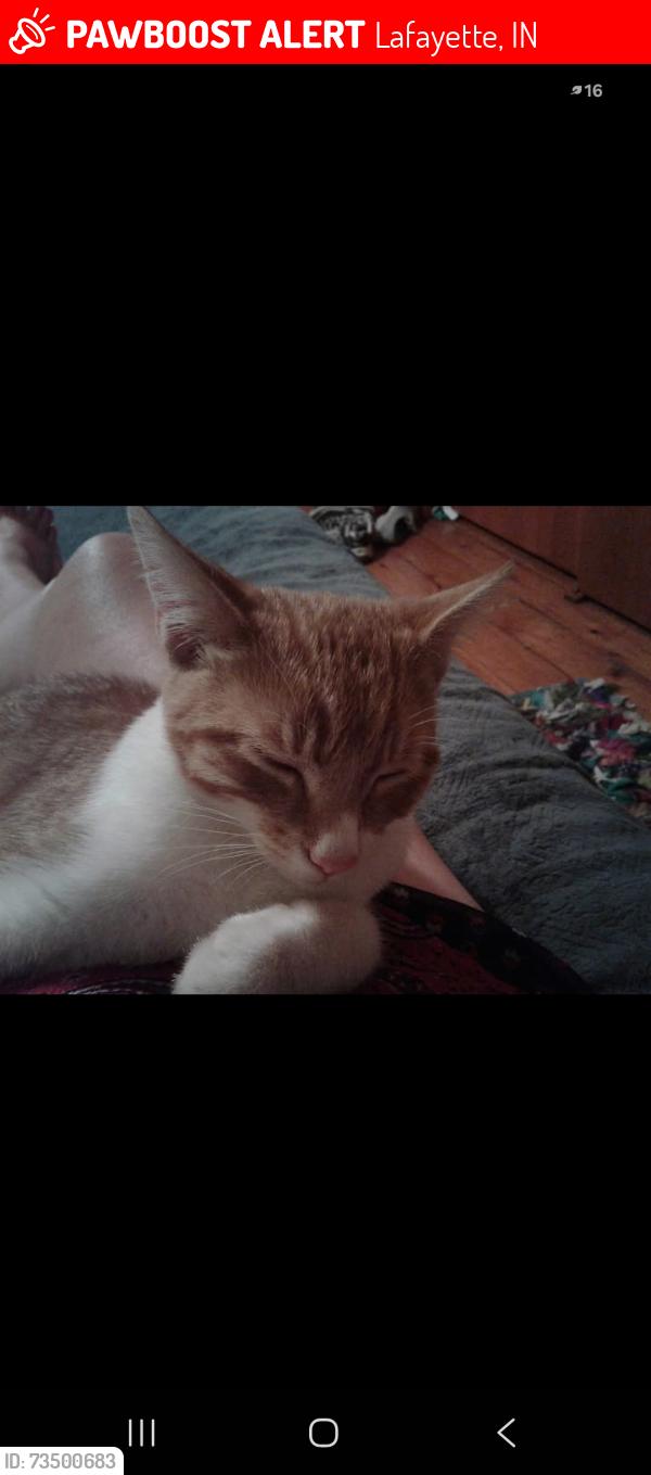 Lost Male Cat last seen Westen Woods Subdivision, Lafayette, IN 47901
