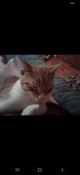 Lost Male Cat last seen Westen Woods Subdivision, Lafayette, IN 47901