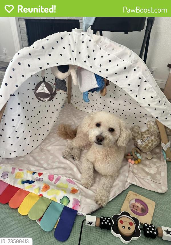 Reunited Male Dog last seen Portobelo and Santo rd, San Diego, CA 92124