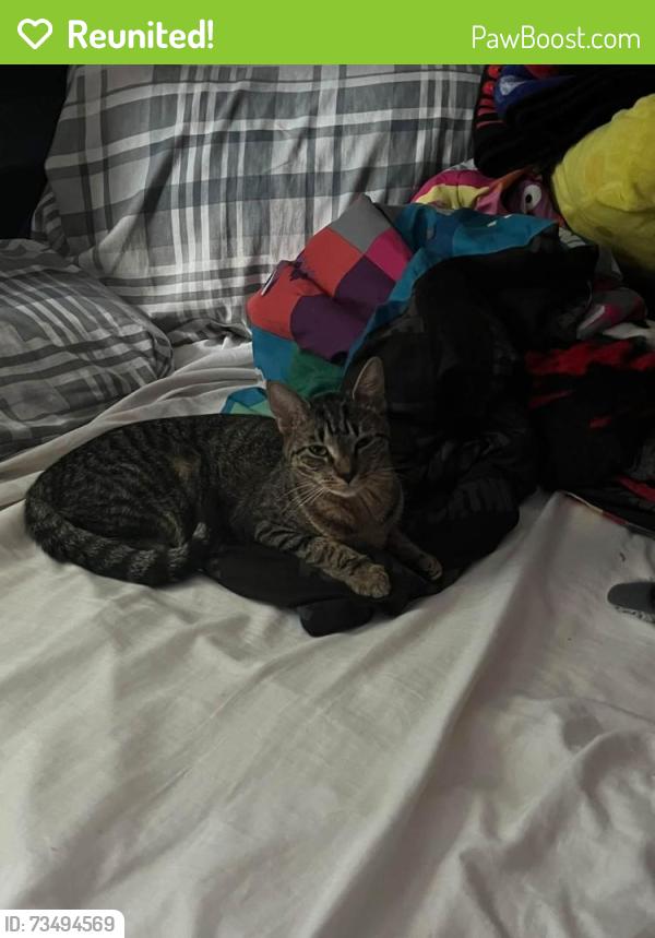 Reunited Female Cat last seen Springfield street Chicopee Ma, Chicopee, MA 01013