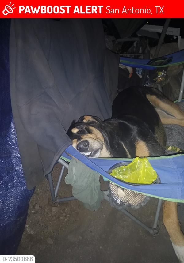 Lost Female Dog last seen I-35, San Antonio, TX 78233