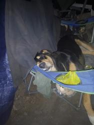 Lost Female Dog last seen I-35, San Antonio, TX 78233