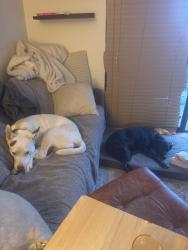 Lost Female Dog last seen Leucadia Blvd and E Glaucus, Encinitas, CA 92024