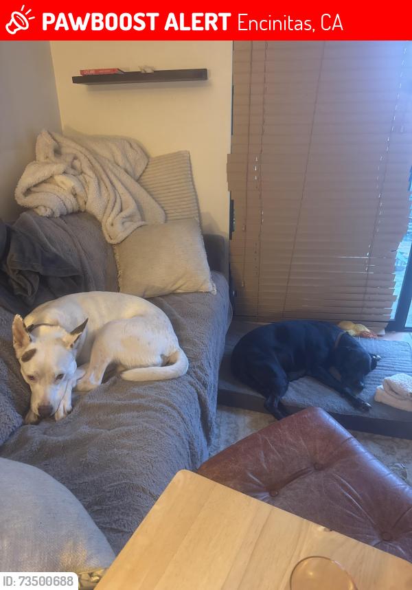 Lost Female Dog last seen Leucadia Blvd and E Glaucus, Encinitas, CA 92024