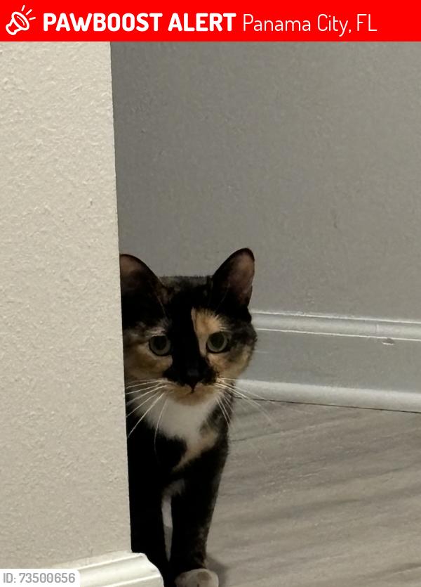Lost Female Cat last seen Near Shurer Lane Panama City, FL 32404, Panama City, FL 32404
